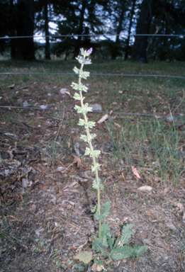 APII jpeg image of Salvia verbenaca  © contact APII