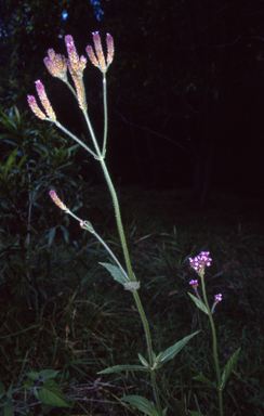 APII jpeg image of Verbena bonariensis  © contact APII
