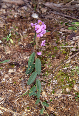 APII jpeg image of Hovea heterophylla  © contact APII