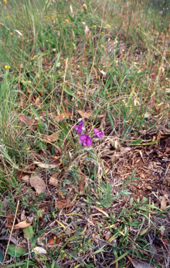 APII jpeg image of Swainsona monticola  © contact APII