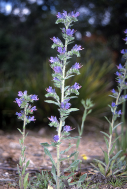 APII jpeg image of Echium vulgare  © contact APII