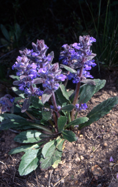 APII jpeg image of Ajuga australis  © contact APII