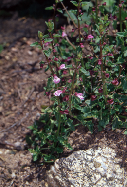 APII jpeg image of Scutellaria humilis  © contact APII