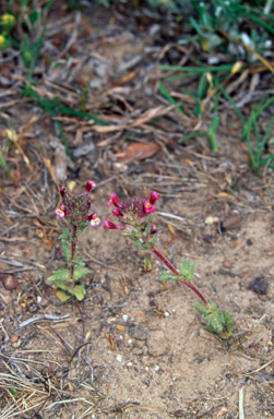 APII jpeg image of Parentucellia latifolia  © contact APII