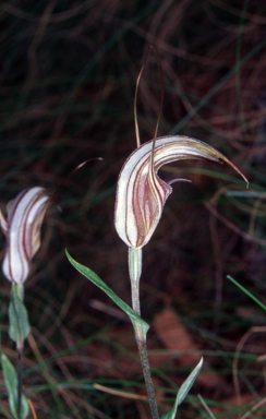 APII jpeg image of Pterostylis coccina  © contact APII