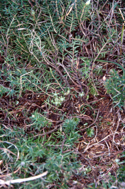 APII jpeg image of Acrotriche serrulata  © contact APII