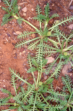 APII jpeg image of Cotula alpina  © contact APII