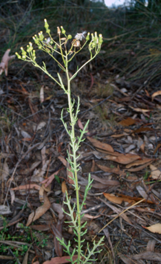 APII jpeg image of Senecio bathurstianus  © contact APII