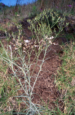 APII jpeg image of Senecio quadridentatus  © contact APII