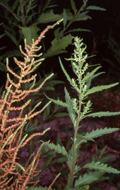 APII jpeg image of Dysphania ambrosioides  © contact APII