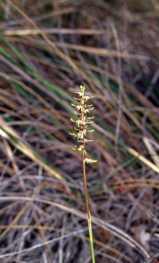 APII jpeg image of Corunastylis clivicola  © contact APII