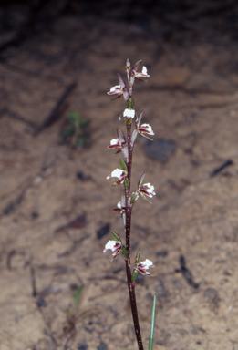 APII jpeg image of Prasophyllum brevilabre  © contact APII