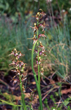 APII jpeg image of Prasophyllum sphacelatum  © contact APII