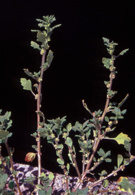 APII jpeg image of Dysphania pumilio  © contact APII