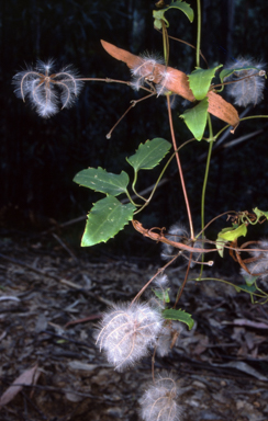 APII jpeg image of Clematis aristata  © contact APII