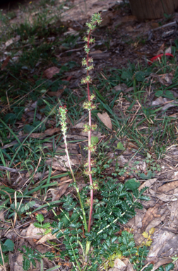 APII jpeg image of Acaena ovina  © contact APII