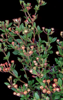 APII jpeg image of Pomax umbellata  © contact APII