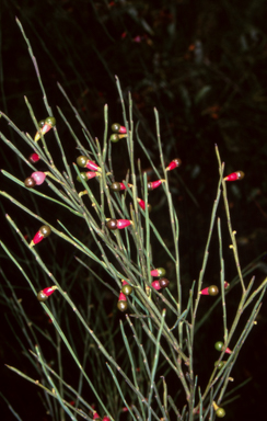 APII jpeg image of Exocarpos strictus  © contact APII