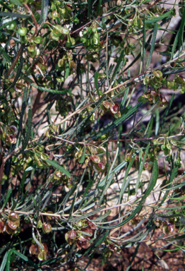 APII jpeg image of Dodonaea viscosa subsp. angustissima  © contact APII