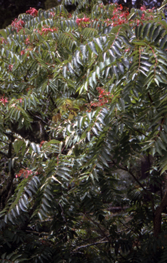 APII jpeg image of Ailanthus altissima  © contact APII