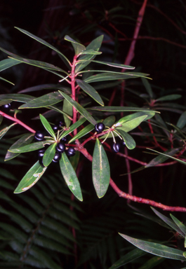 APII jpeg image of Tasmannia lanceolata  © contact APII