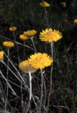 APII jpeg image of Leucochrysum albicans subsp. albicans  © contact APII