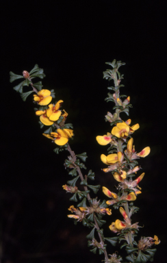 APII jpeg image of Pultenaea scabra  © contact APII