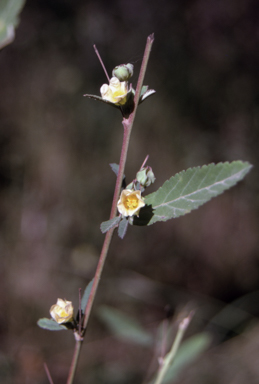 APII jpeg image of Sida rhombifolia  © contact APII