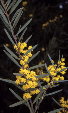 APII jpeg image of Acacia hamiltoniana  © contact APII