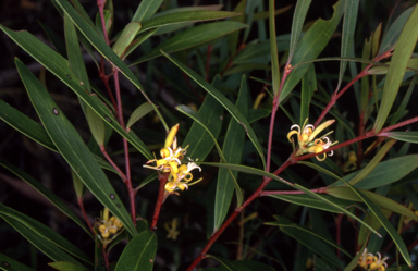 APII jpeg image of Persoonia silvatica  © contact APII
