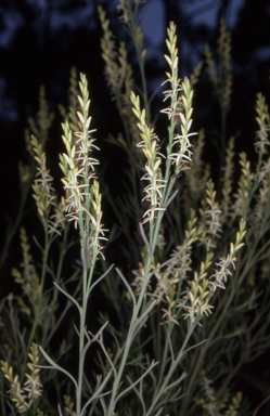 APII jpeg image of Symphionema paludosum  © contact APII