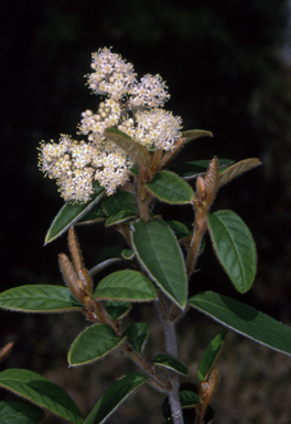 APII jpeg image of Pomaderris ferruginea  © contact APII