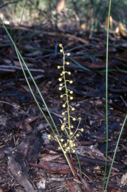 APII jpeg image of Lomandra cylindrica  © contact APII