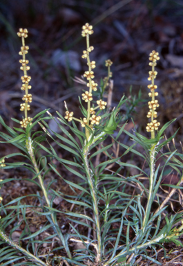 APII jpeg image of Lomandra obliqua  © contact APII