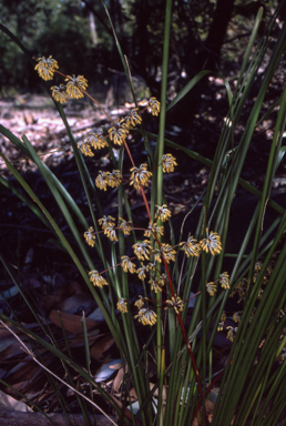 APII jpeg image of Lomandra multiflora subsp. multiflora  © contact APII