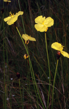 APII jpeg image of Xyris operculata  © contact APII