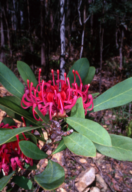 APII jpeg image of Telopea oreades  © contact APII