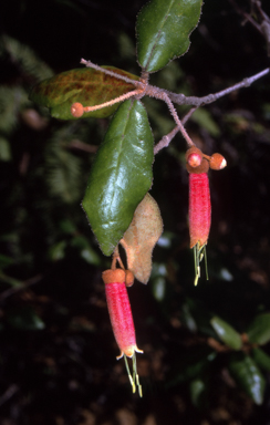 APII jpeg image of Correa lawrenceana var. cordifolia  © contact APII