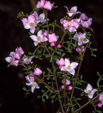 APII jpeg image of Boronia microphylla  © contact APII