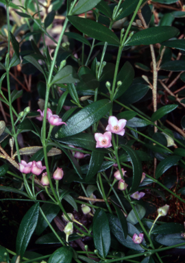 APII jpeg image of Boronia polygalifolia  © contact APII