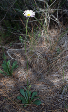 APII jpeg image of Brachyscome spathulata  © contact APII