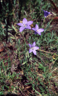 APII jpeg image of Wahlenbergia gloriosa  © contact APII