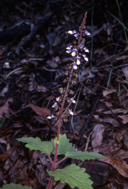 APII jpeg image of Coleus australis  © contact APII