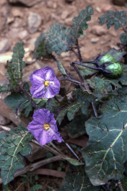 APII jpeg image of Solanum pungetium  © contact APII