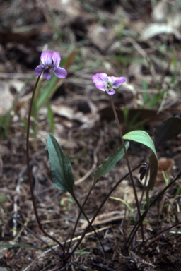 APII jpeg image of Viola betonicifolia  © contact APII