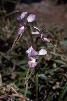 APII jpeg image of Diuris punctata var. punctata  © contact APII