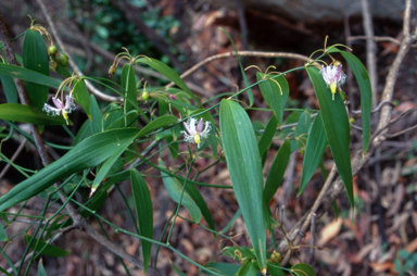 APII jpeg image of Eustrephus latifolius  © contact APII