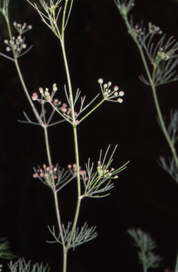 APII jpeg image of Cyclospermum leptophyllum  © contact APII