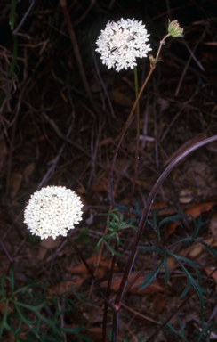 APII jpeg image of Trachymene incisa subsp. incisa  © contact APII