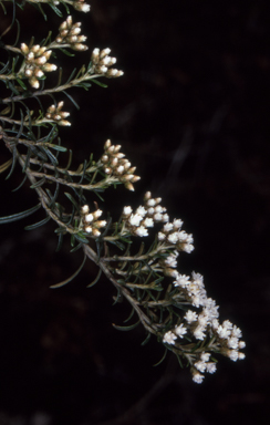 APII jpeg image of Ozothamnus thyrsoideus  © contact APII